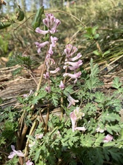 Corydalis edulis