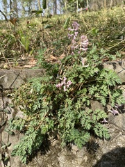 Corydalis edulis