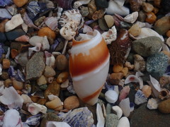 Ancillista velesiana