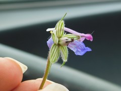 Erodium telavivense