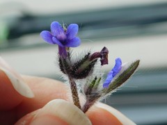 Anchusa aggregata