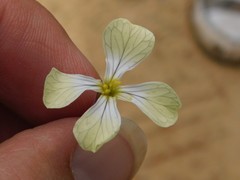 Raphanus raphanistrum