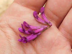 Vicia benghalensis