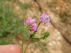 Trifolium glanduliferum