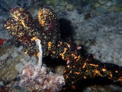 Parazoanthus swiftii