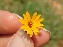 Calendula arvensis