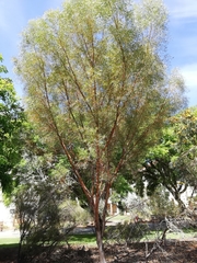 Eucalyptus diminuta