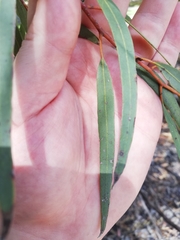Eucalyptus diminuta