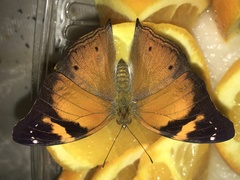 Doleschallia bisaltide pratipa