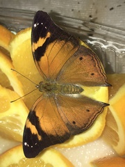 Doleschallia bisaltide pratipa