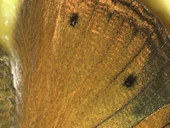 Doleschallia bisaltide pratipa