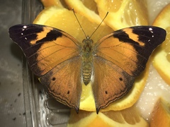 Doleschallia bisaltide pratipa