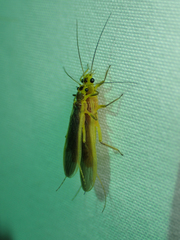 Perlesta