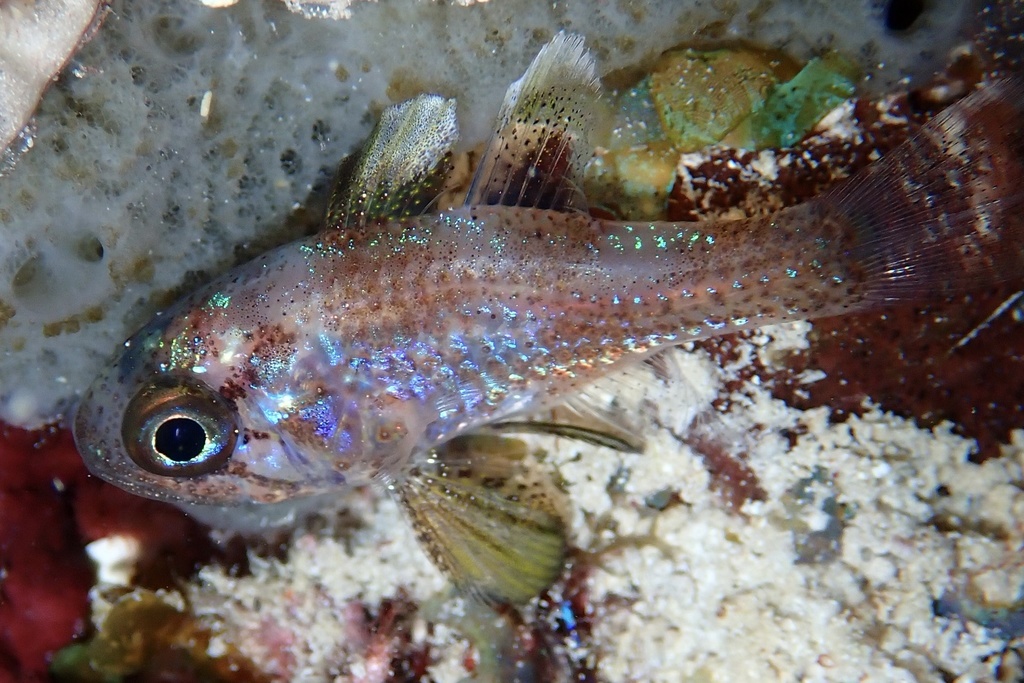 Blackfin Cardinalfish (Astrapogon puncticulatus) — Apogonidae