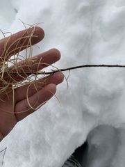 Chamaenerion angustifolium