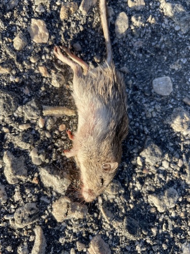 iNaturalist observation photo of Spiny Pocket Mouse