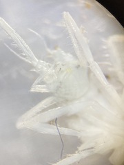 Ianiropsis serricaudis