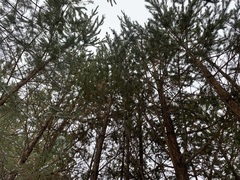 Pinus sylvestris