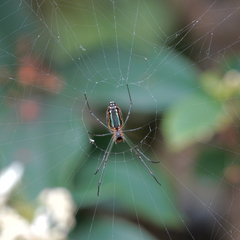 Leucauge blanda