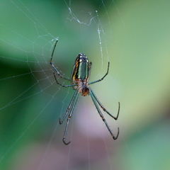 Leucauge blanda