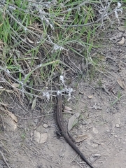 Elgaria multicarinata