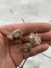 Cirsium arvense integrifolium