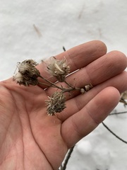Cirsium arvense integrifolium