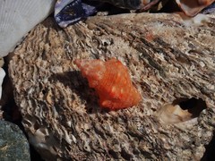 Phycothais reticulata