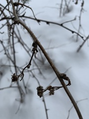 Rubus idaeus