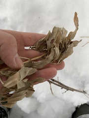 Cirsium arvense integrifolium