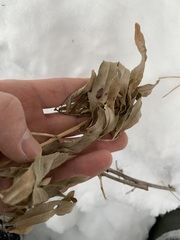 Cirsium arvense integrifolium