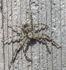 Philodromus californicus
