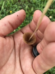 Conocybe apala albipes