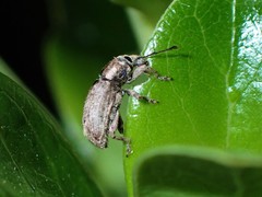 Chalepistes compressus