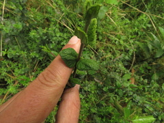 Chromolaena bullata