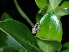 Chalepistes compressus