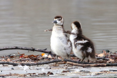 Alopochen aegyptiaca