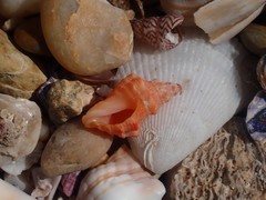 Phycothais reticulata