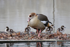 Alopochen aegyptiaca