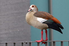 Alopochen aegyptiaca