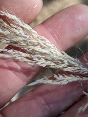 Muhlenbergia emersleyi