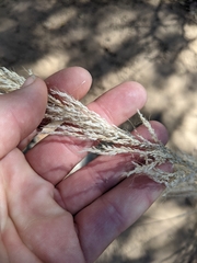 Muhlenbergia emersleyi