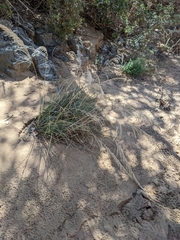 Muhlenbergia emersleyi