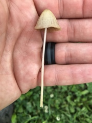 Conocybe apala albipes