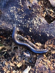 Tachypodoiulus niger