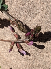 Astragalus subcinereus
