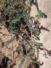 Astragalus subcinereus