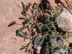 Astragalus subcinereus