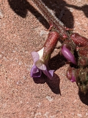 Astragalus subcinereus