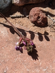 Astragalus subcinereus